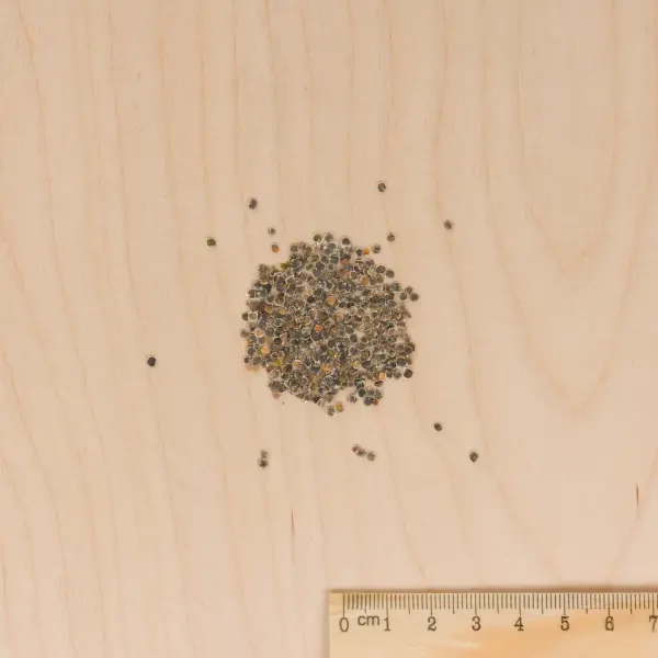 Fleurs - Giroflée d'Eté Quarantaine Variée - MEDIA_3D